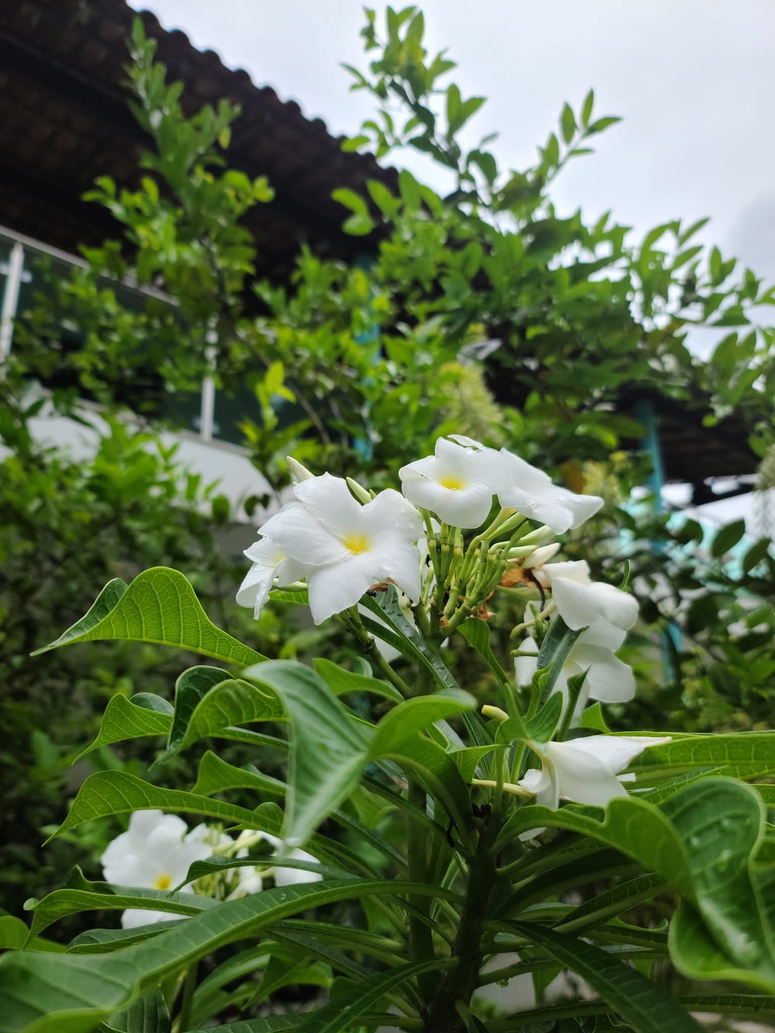 FB_IMG_1769452256720