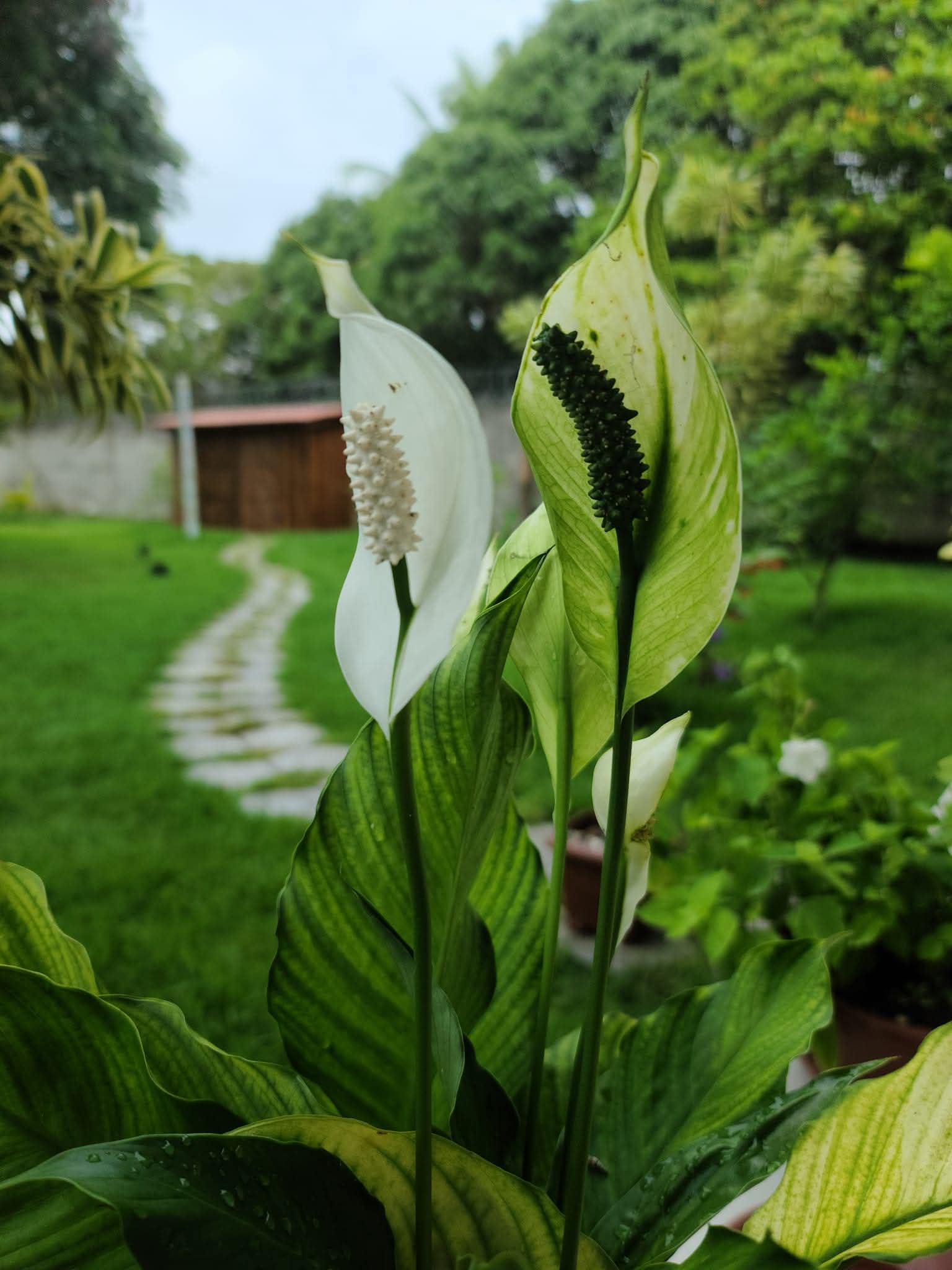 FB_IMG_1766169995203